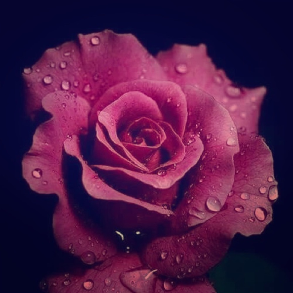 Meet your Posher, Eva